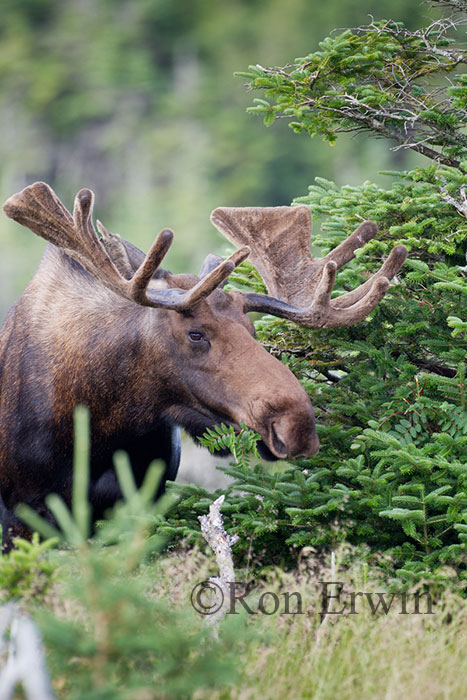 Large Bull Moose