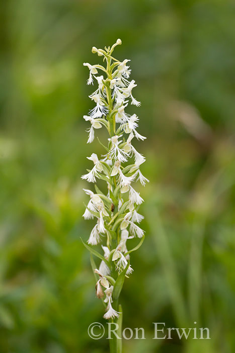 Ragged Fringed Orchid