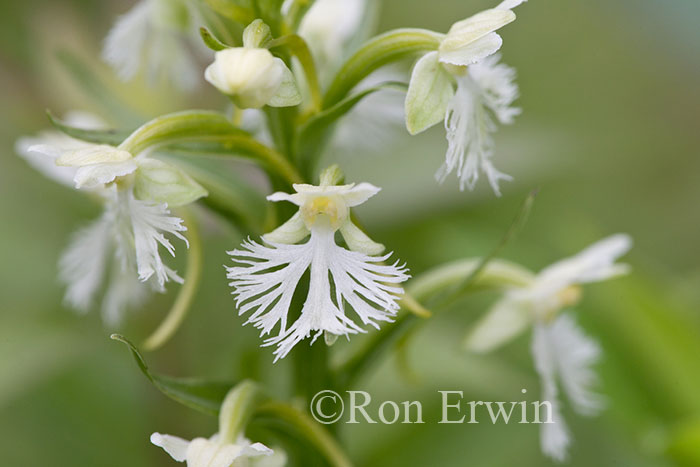 Ragged Fringed Orchid