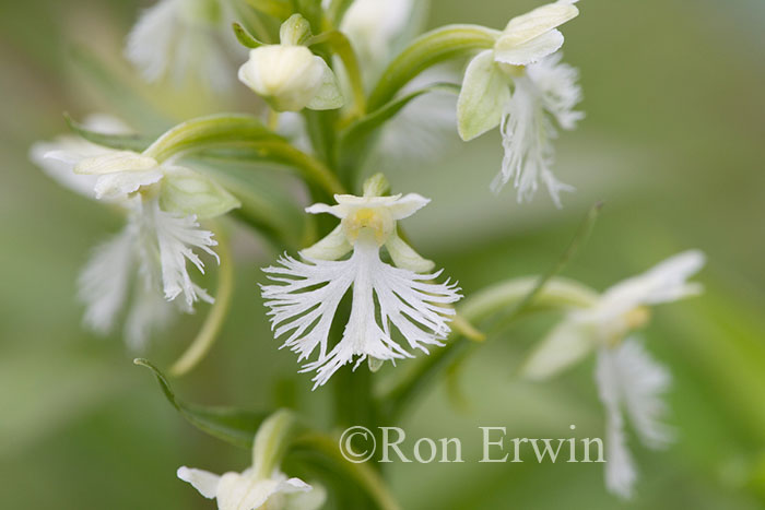 Ragged Fringed Orchid