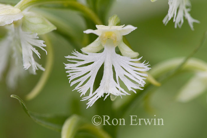 RaggedFringed Orchid