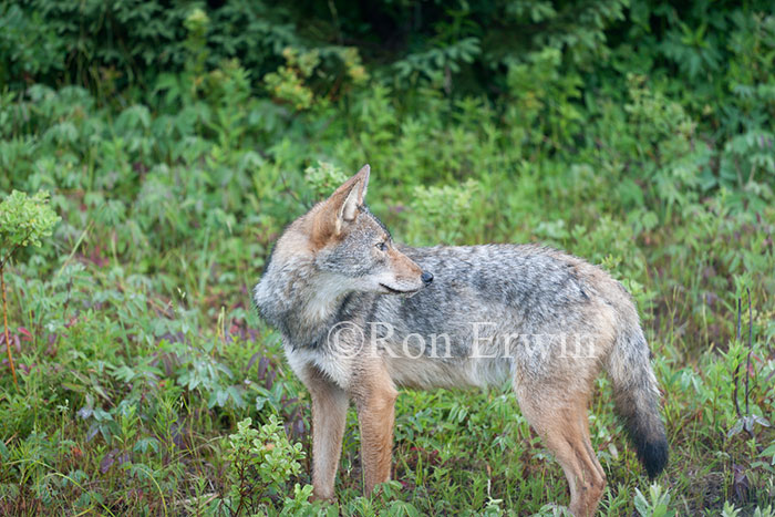Coyote