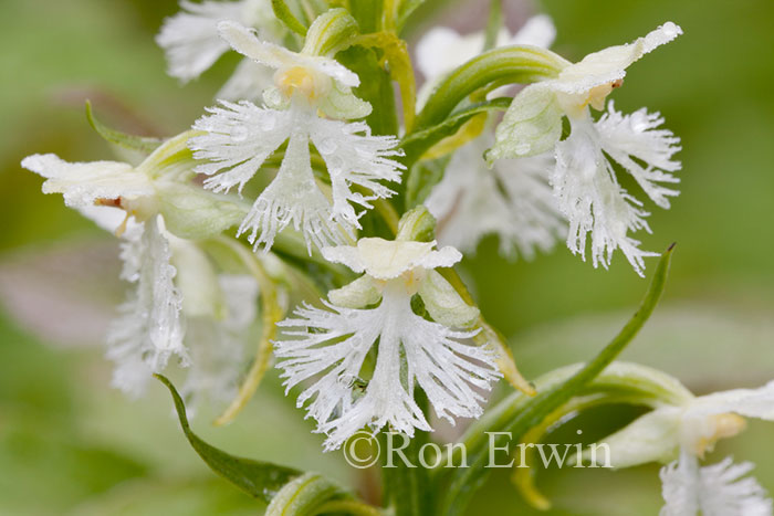 Ragged Fringed Orchid
