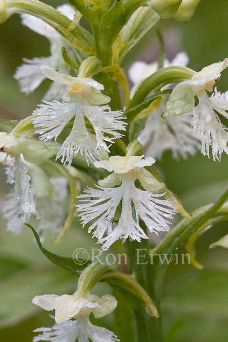 Ragged Fringed Orchid