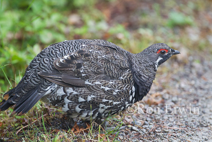 Male Spruce Grouse