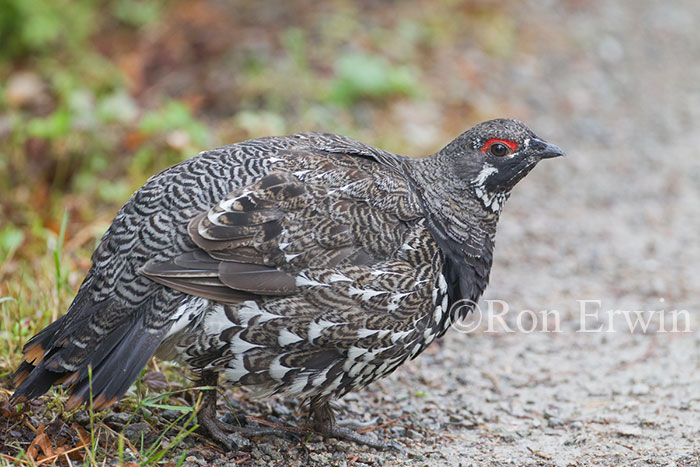 Male Spruce Grouse
