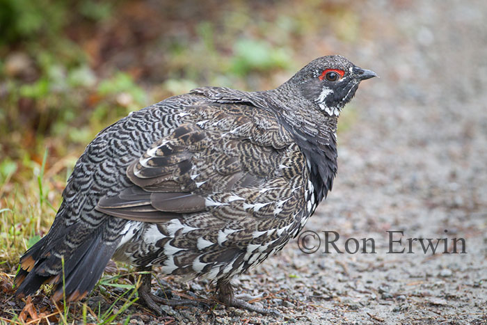 Male Spruce Grouse
