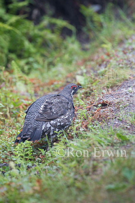 Male Spruce Grouse