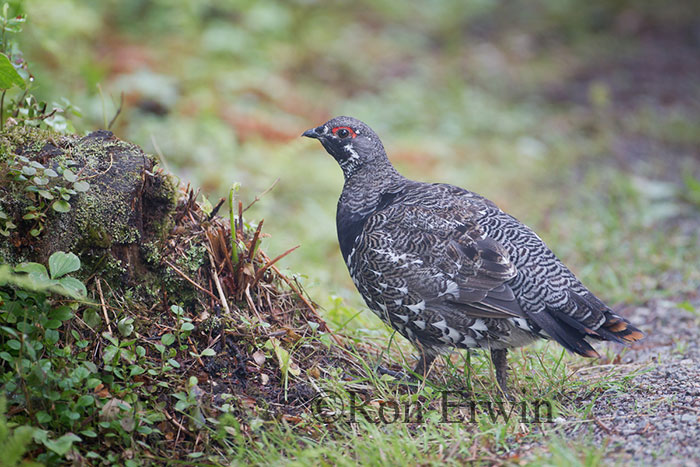 Male Spruce Grouse