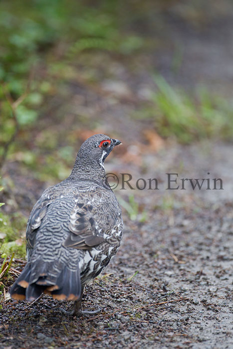 Male Spruce Grouse