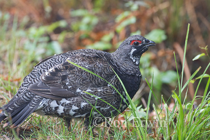 Male Spruce Grouse