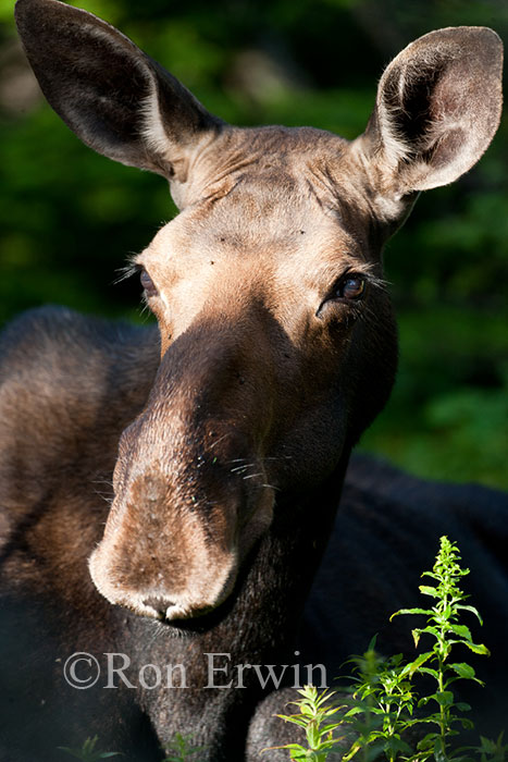 Moose