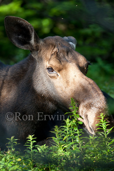 Female Moose
