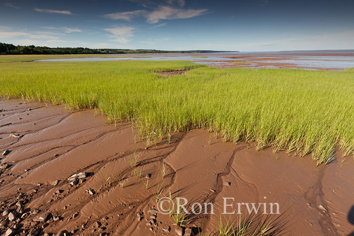 Fundy at Low-tide