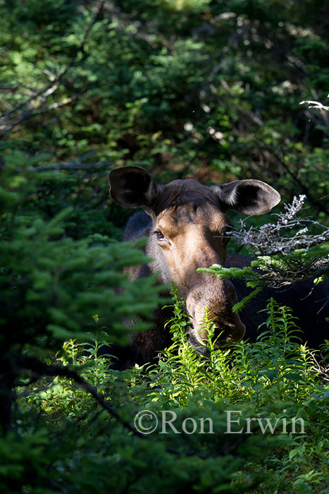 Moose