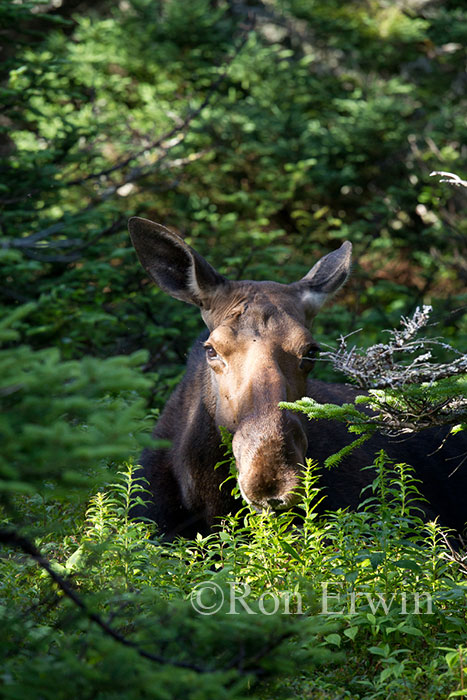 Moose