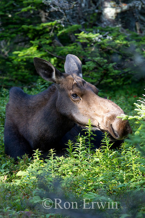 Moose