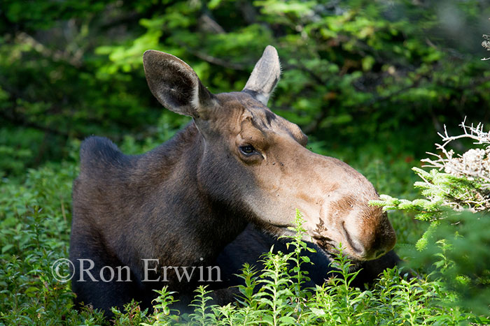 Resting Moose