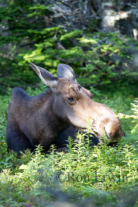 Moose