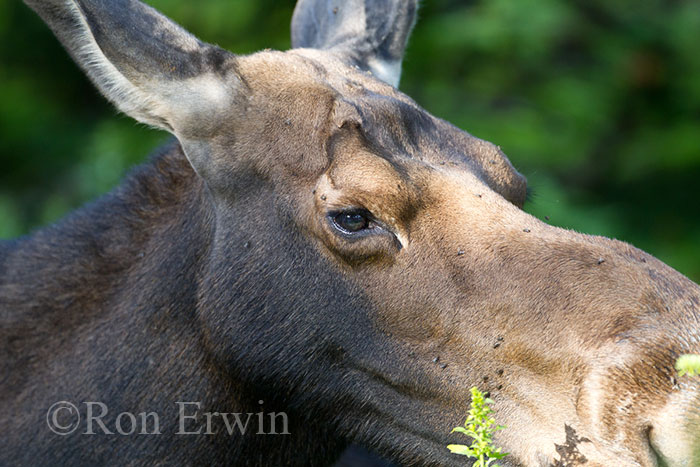 Moose