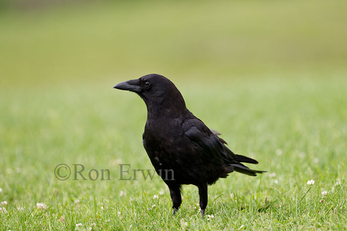 Raven