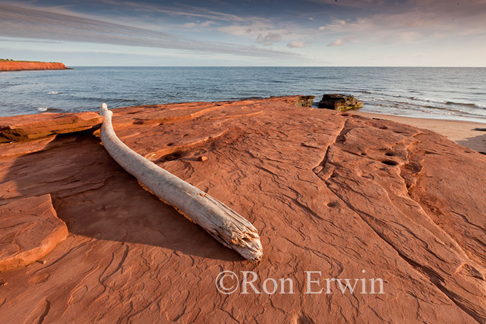 Driftwood on Red PEI Shore