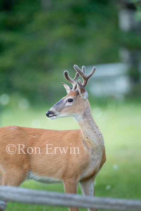 White-tail Deer
