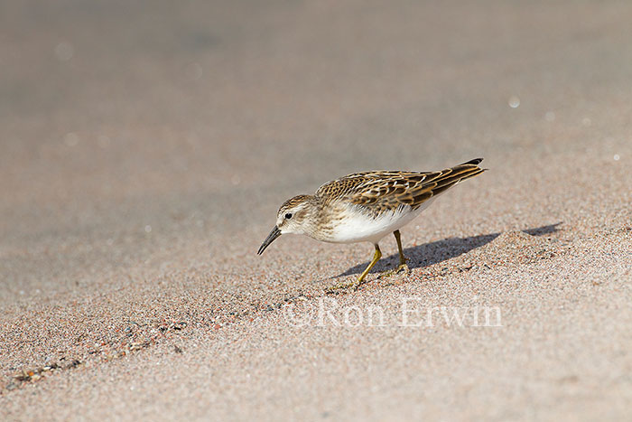 Least Sandpiper