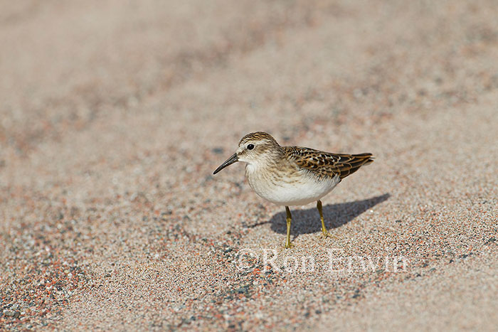 Least Sandpiper