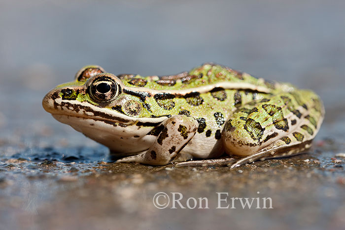 Northern Leopard Frog