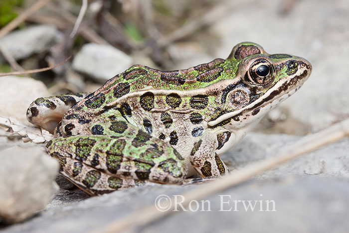 Northern Leopard Frog
