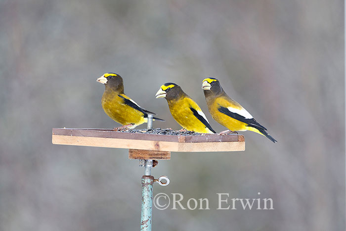 Evening Grosbeaks