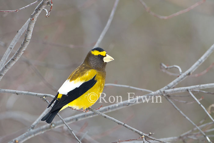 Male Evening Grosbeak