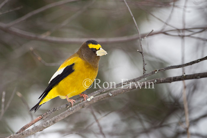 Male Evening Grosbeak
