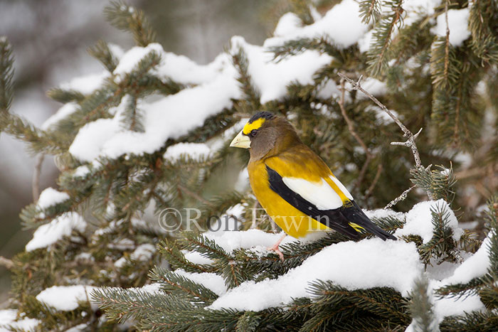 Male Evening Grosbeak