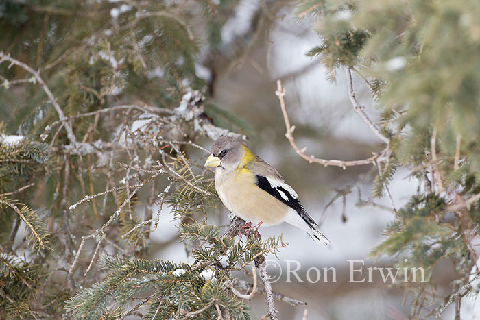 Female Evening Grosbeak