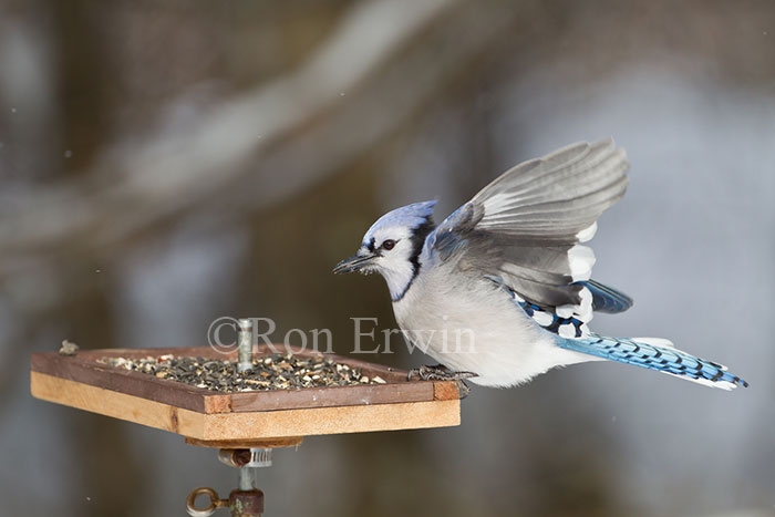 Blue Jay