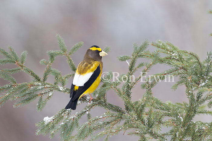 Male Evening Grosbeak