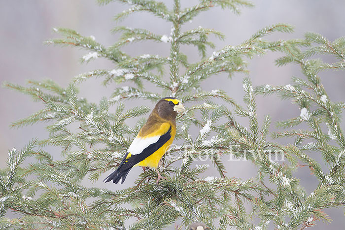 Male Evening Grosbeak