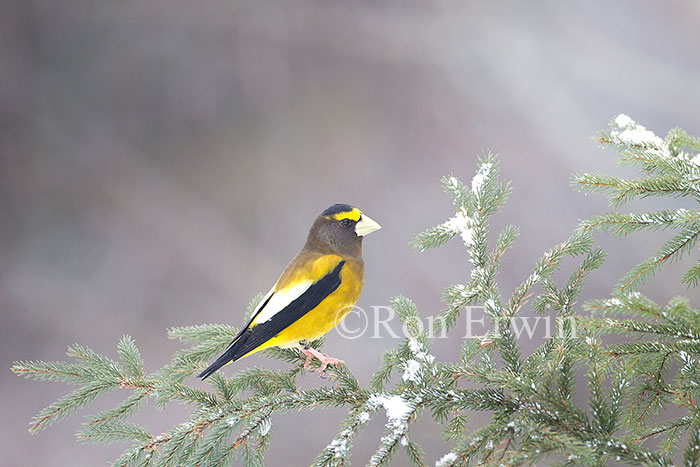 Male Evening Grosbeak