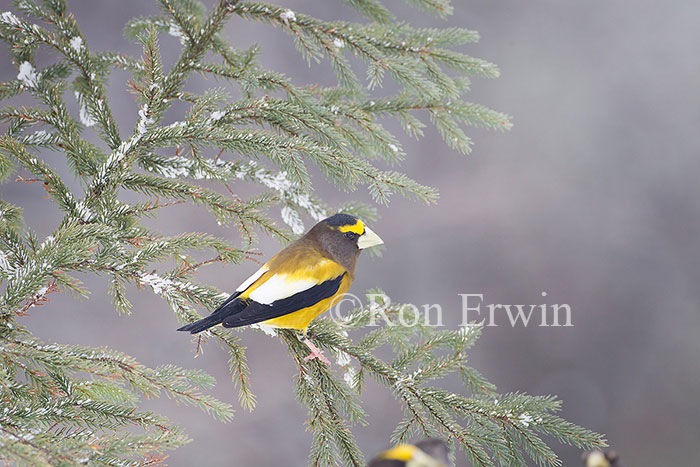 Male Evening Grosbeak