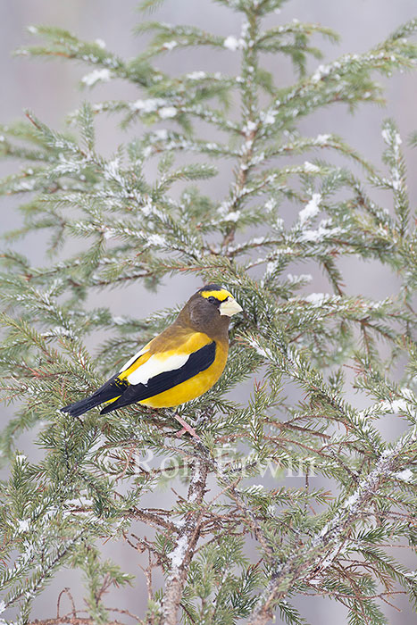 Male Evening Grosbeak