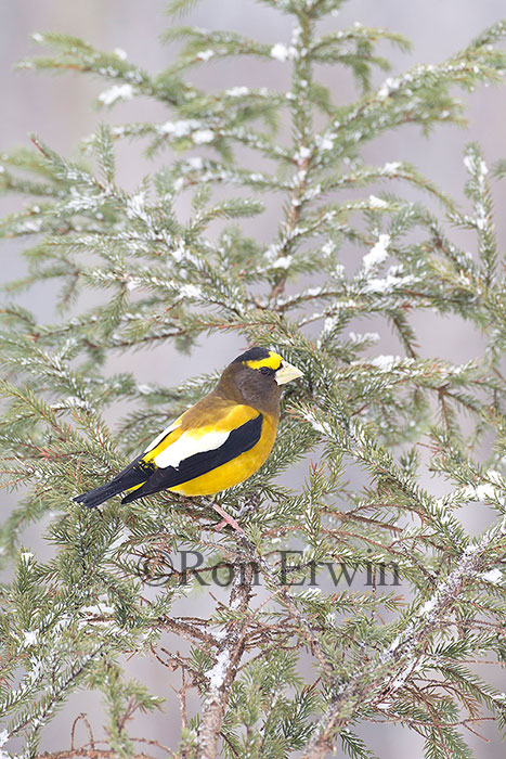 Male Evening Grosbeak