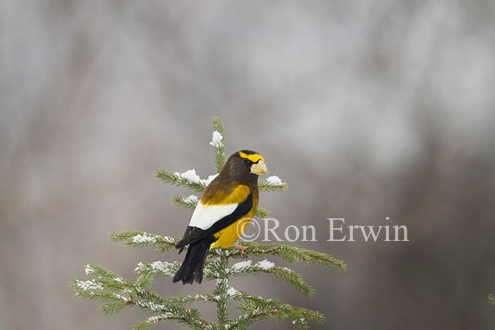 Male Evening Grosbeak