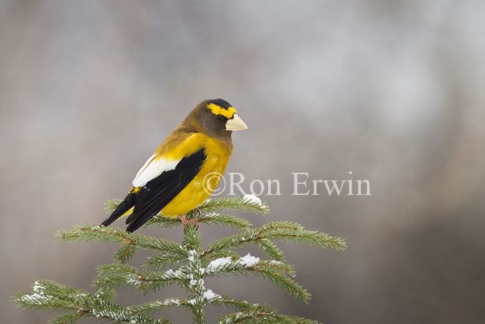 Male Evening Grosbeak