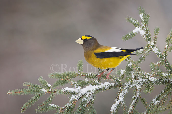 Male Evening Grosbeak