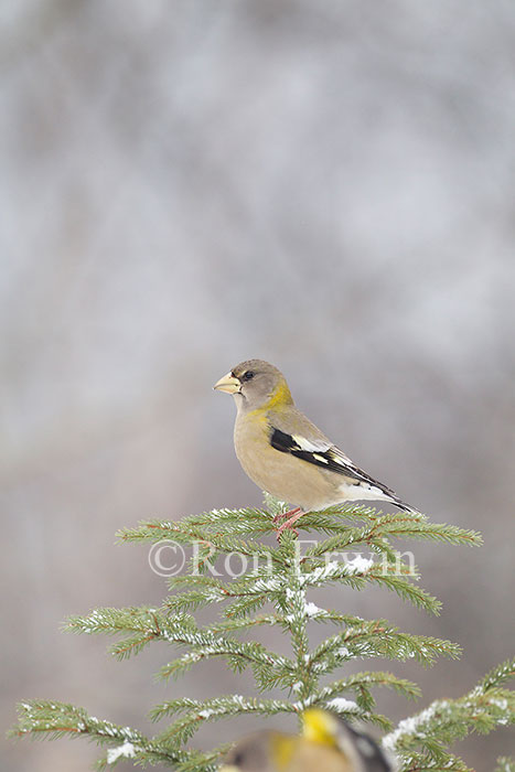 Female Evening Grosbeak