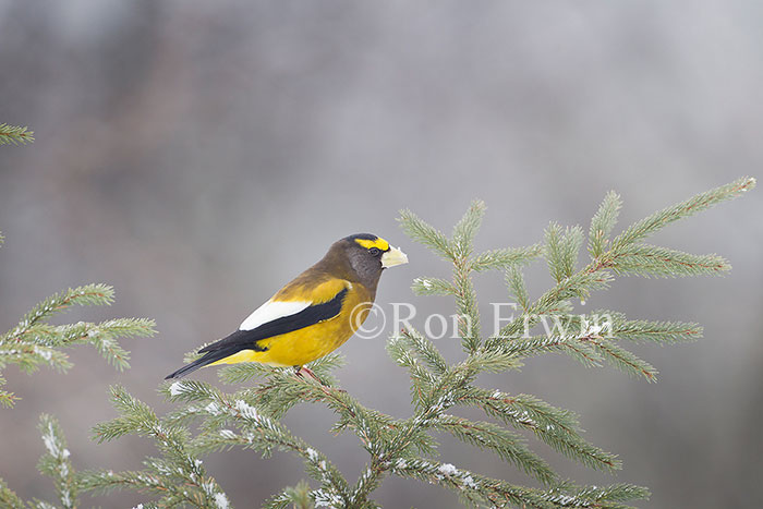 Male Evening Grosbeak