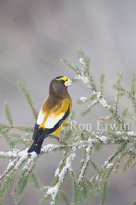 Male Evening Grosbeak
