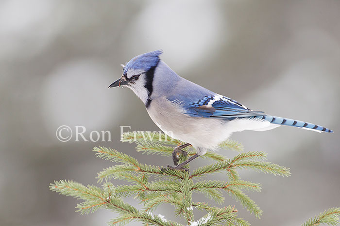 Blue Jay
